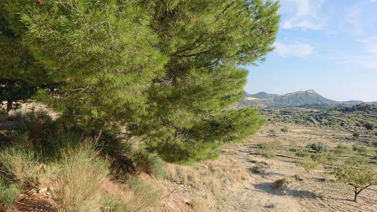 Propiedades en venta y alquiler en España photo 2