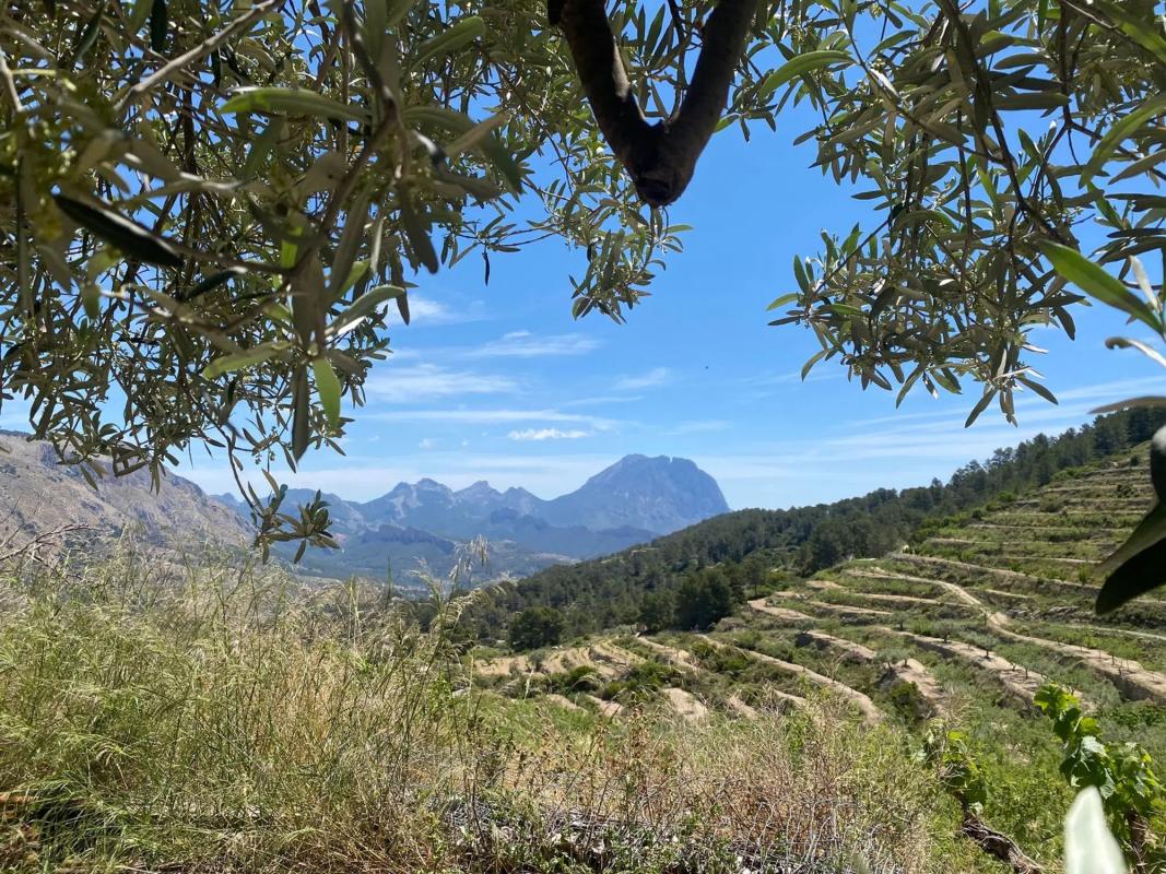 Venta de finca rústica en Partida Raco , Sella photo 5