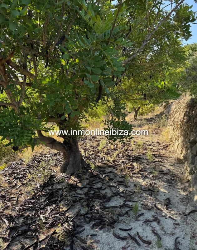 Venta de finca rústica en  Partida Casivanyes , Tarbena photo 2