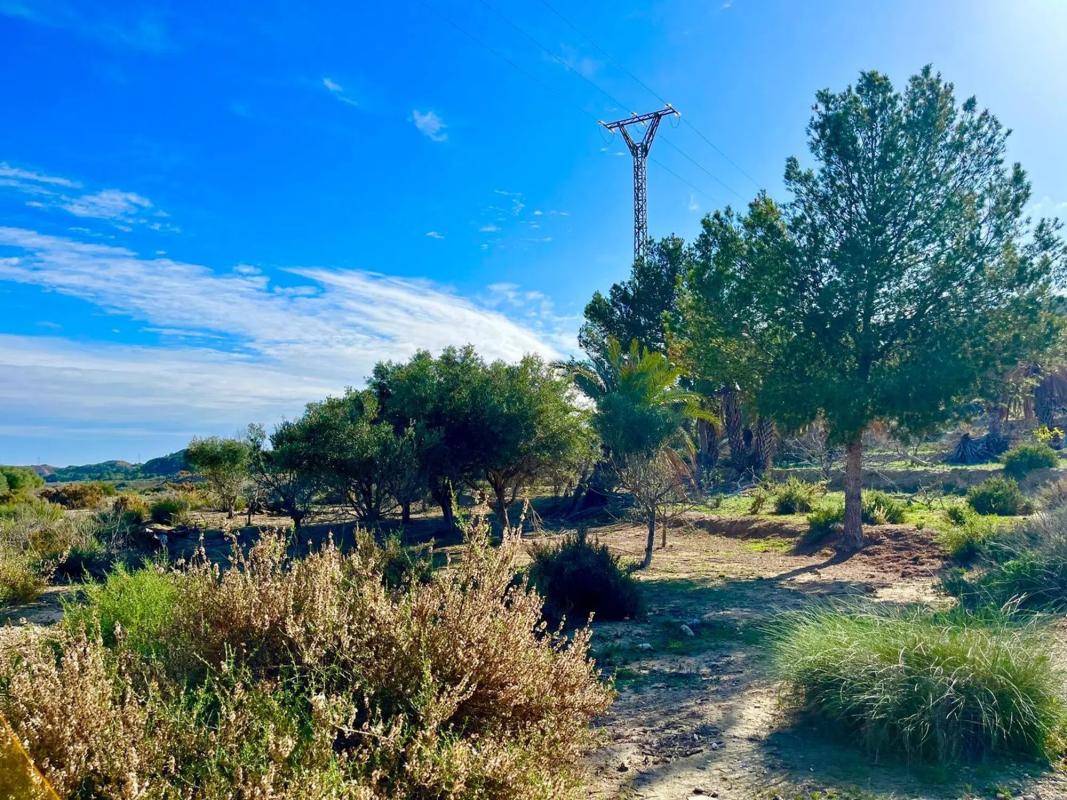 Sale of rural property in Camino Viejo de Saladas, 2 , Alicante photo 1