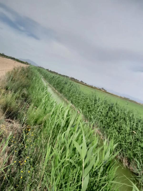 Sprzedaż działki rolnej w Camino de San Fulgencio, 192 , Elche / Elx photo 3