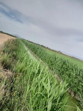 Finca rustykalna na sprzedaż w  Camino de San Fulgencio, 192 , Elche / Elx photo 3
