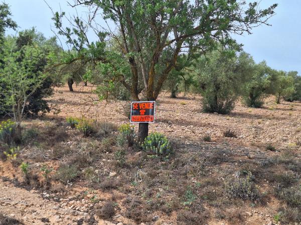 Terreno en Cv-81 s/n photo 3