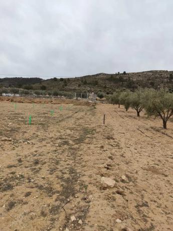 Terreno en Cabanes y Las Fuentes photo 1