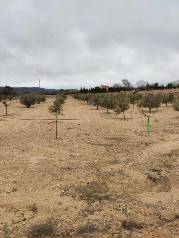 Terreno en venta en Villena, Alicante photo 3