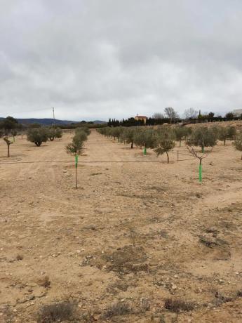 Terreno en Cabanes y Las Fuentes photo 3