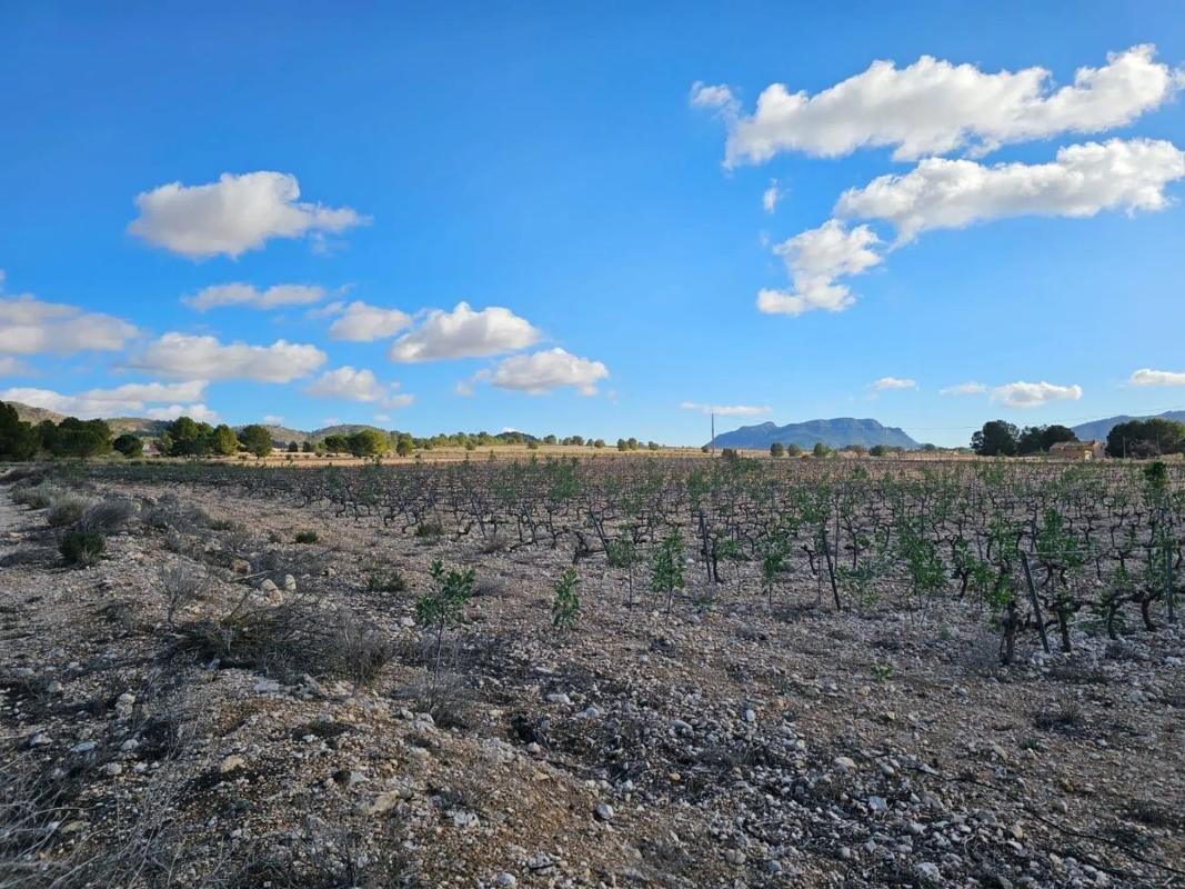 Działka na sprzedaż w Salinas, Alicante photo 2