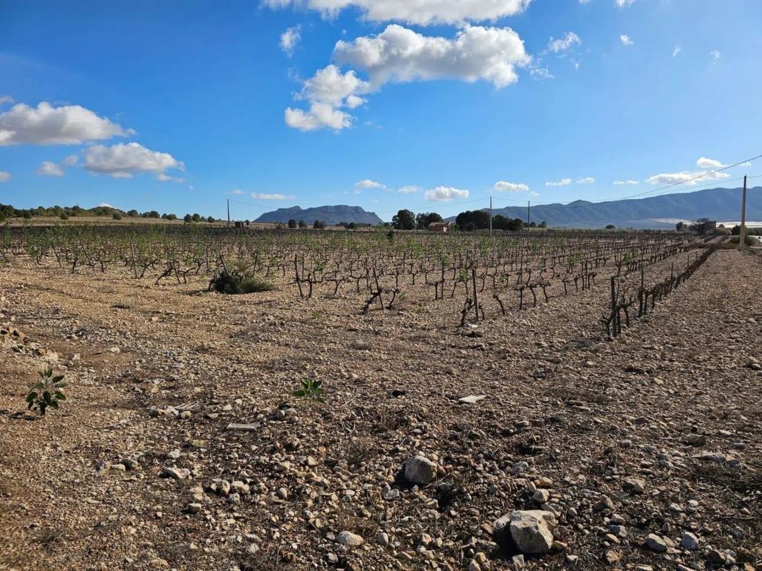 Działka na sprzedaż w Salinas, Alicante photo 5