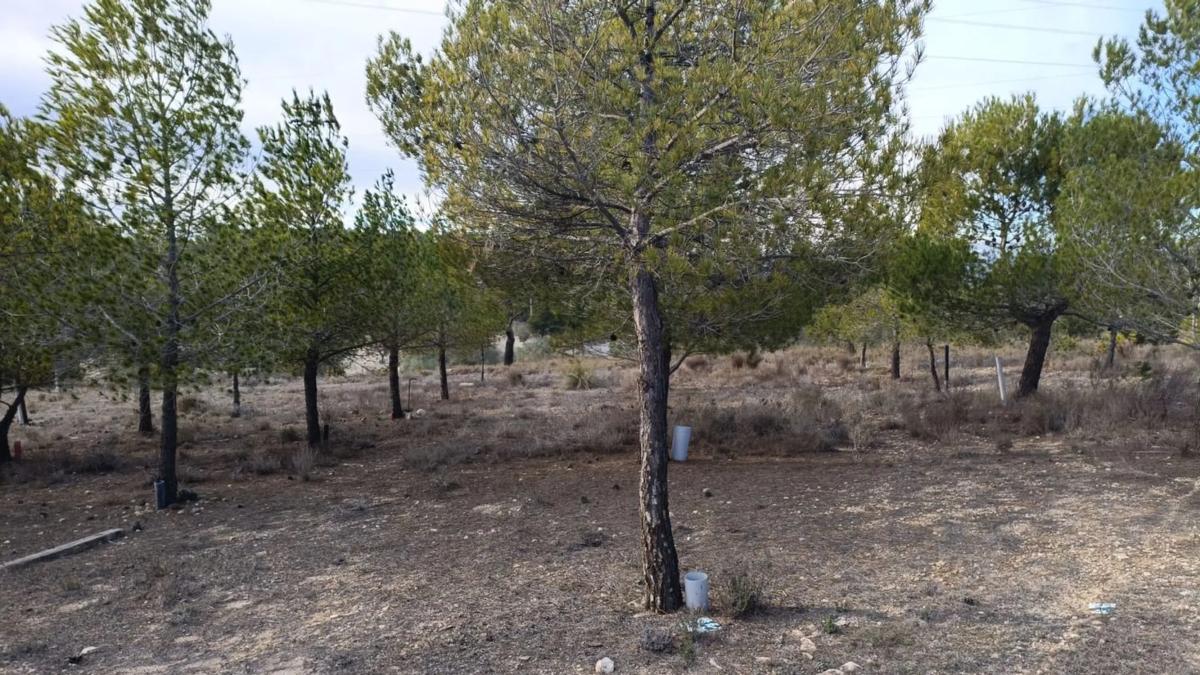 Terreno en venta en Biar, Alicante photo 1