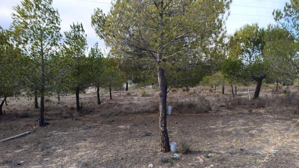 Terreno en Biar photo 1