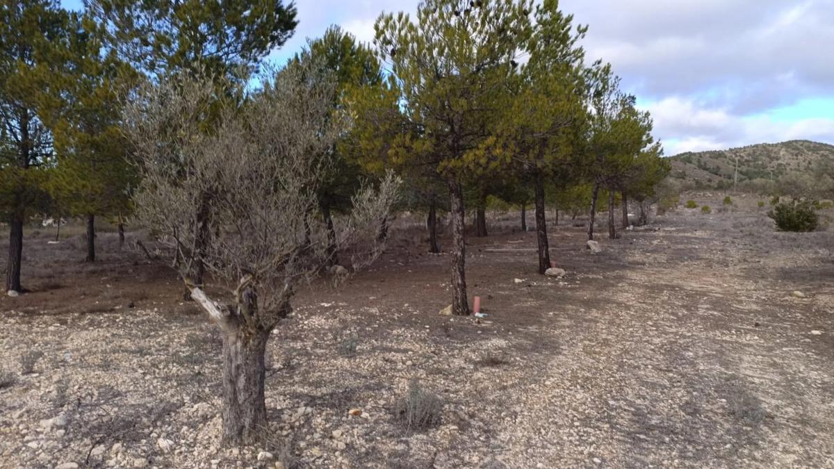 Terreno en venta en Biar, Alicante photo 3