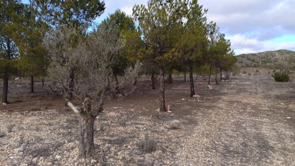 Terreno en Biar photo 3