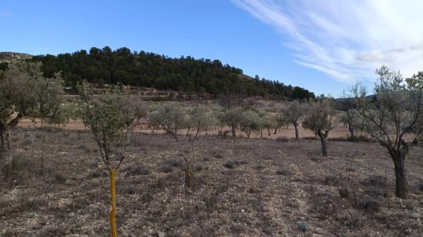 Terreno en Biar photo 4