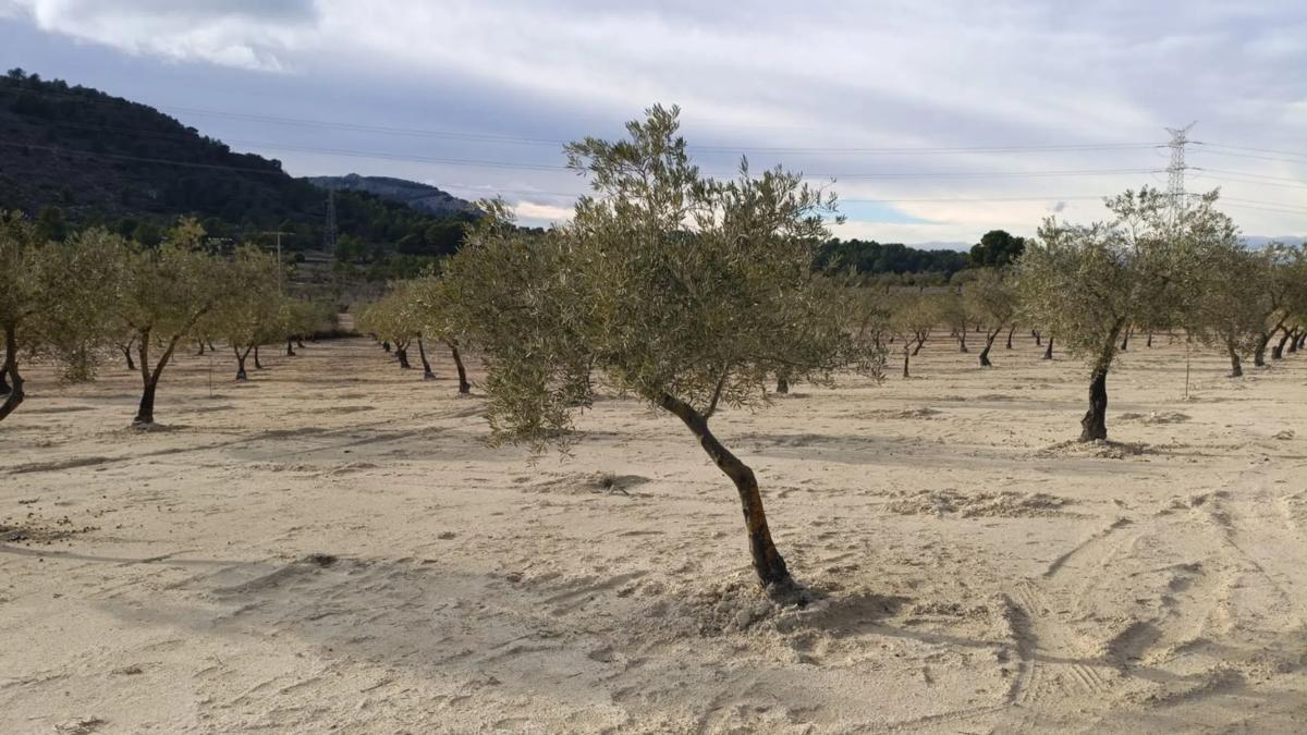 Terreno en venta en Biar, Alicante photo 5