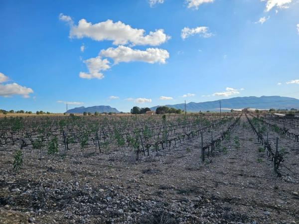 Terreno en avenida Villena photo 1