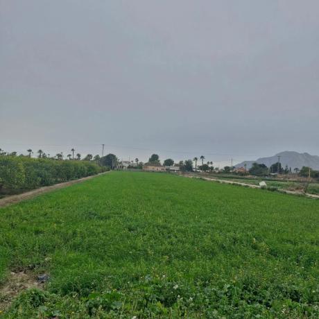 Terreno en Catral photo 2