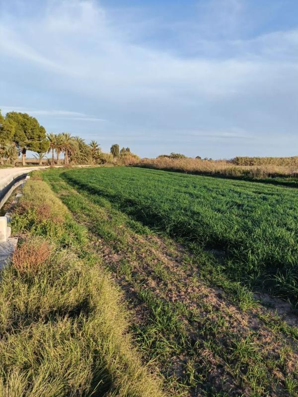 Terreno en venta en Catral, Alicante photo 4