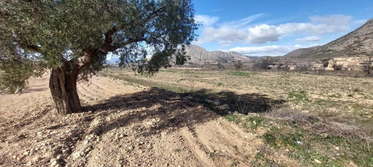 Terreno en venta en Orihuela, Alicante photo 1