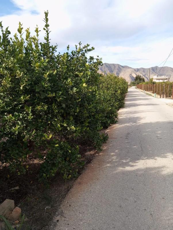 Terreno en venta en Orihuela, Alicante photo 5