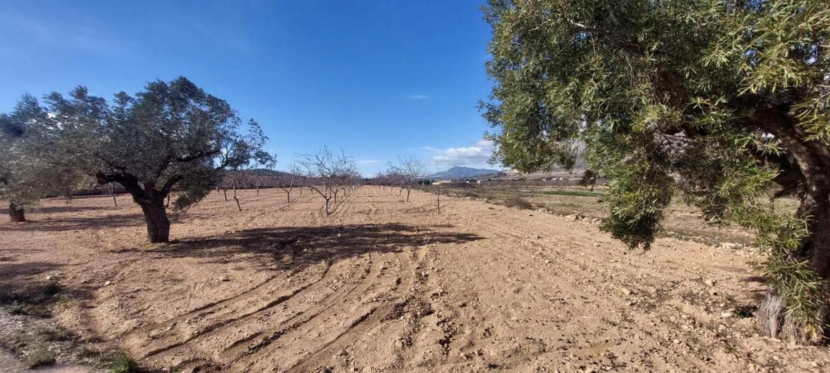 Terreno en venta en Orihuela, Alicante photo 5