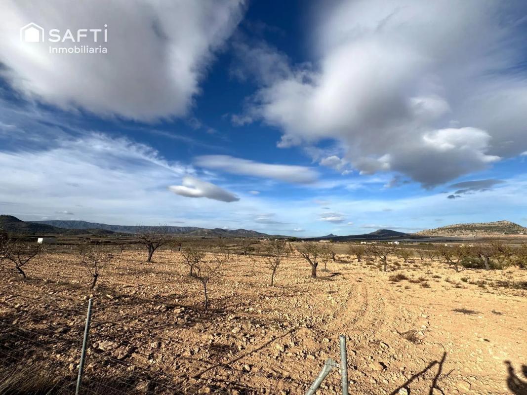 Land for sale in Crevillente, Alicante photo 4