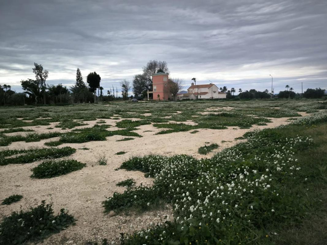 Działka na sprzedaż w Crevillente, Alicante photo 3