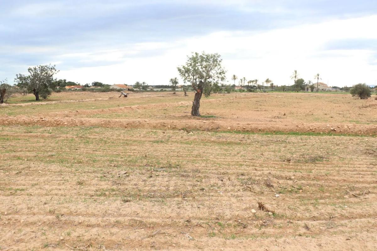 Land for sale in Elche / Elx, Alicante photo 4