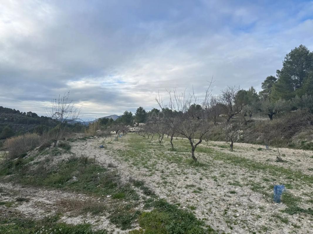 Land for sale in Benimarfull, Alicante photo 3
