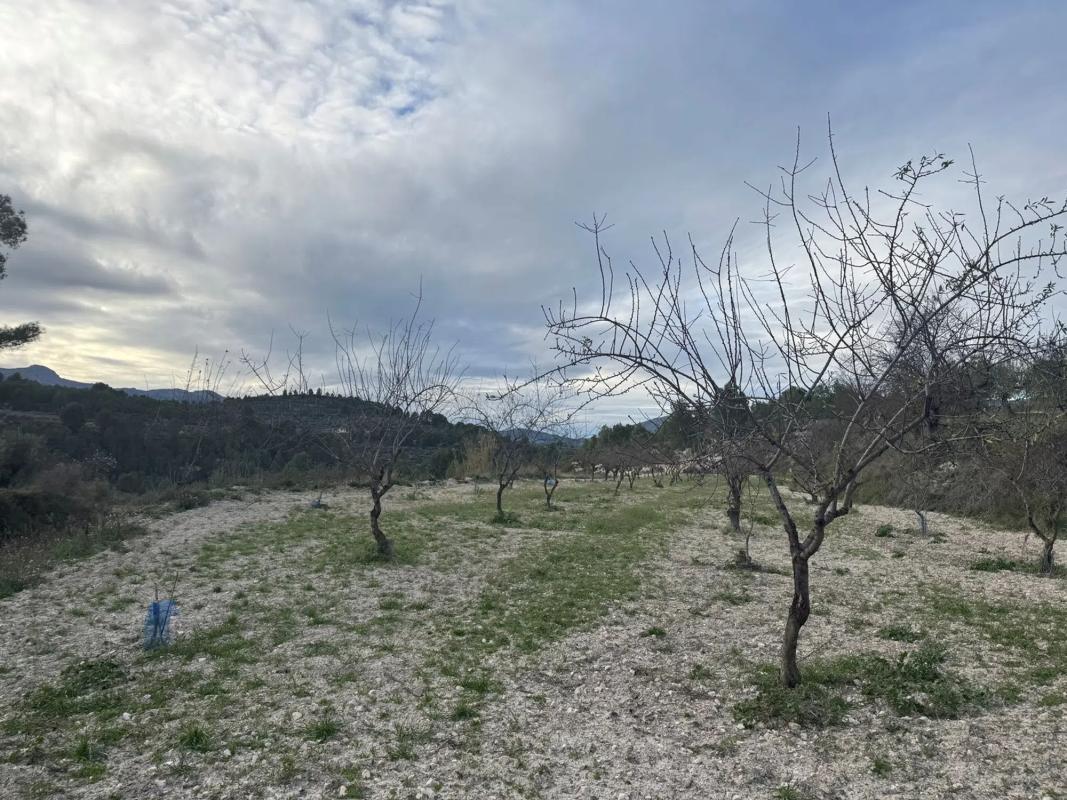 Land for sale in Benimarfull, Alicante photo 5