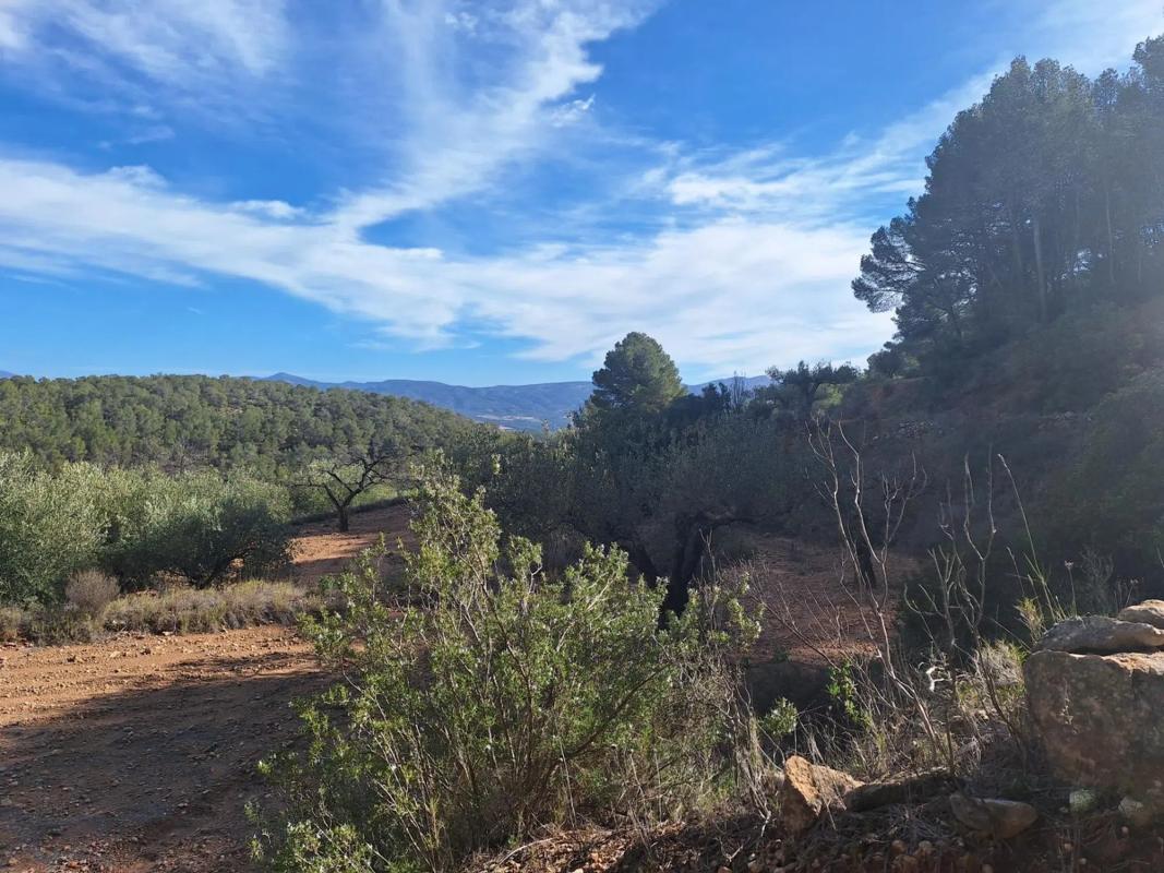 Land for sale in Castalla, Alicante photo 2