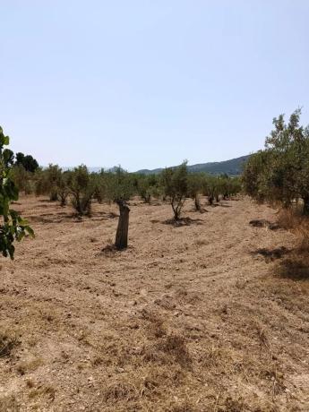 Terreno en camino Partida Prats photo 4
