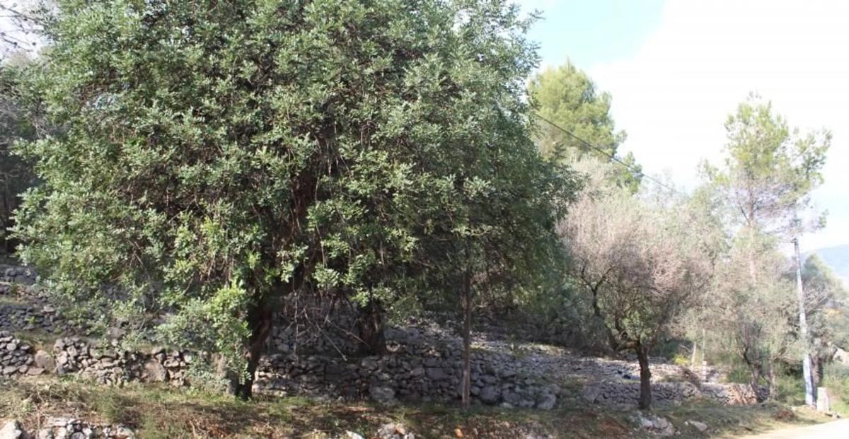 Terreno en venta en Orba, Alicante photo 4