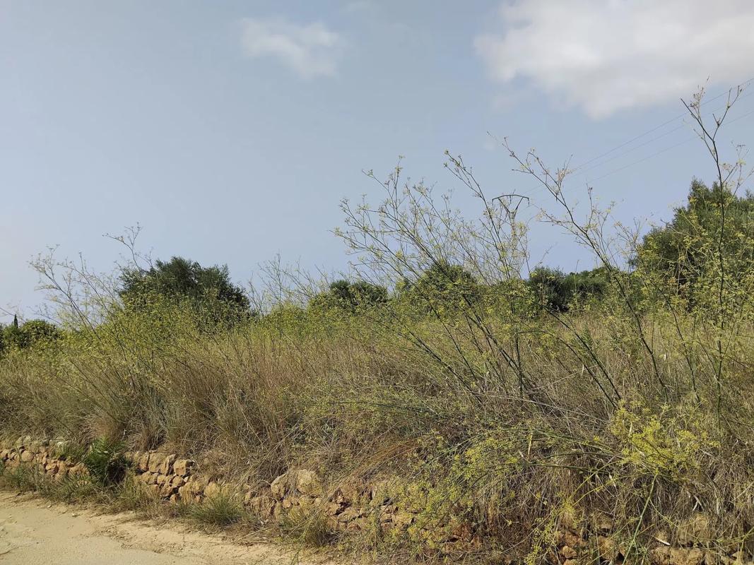 Land for sale in Pedreguer, Alicante photo 2