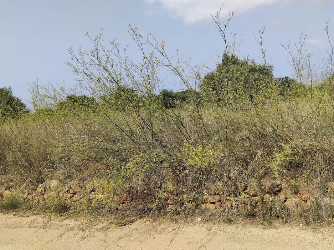 Land for sale in Pedreguer, Alicante photo 3