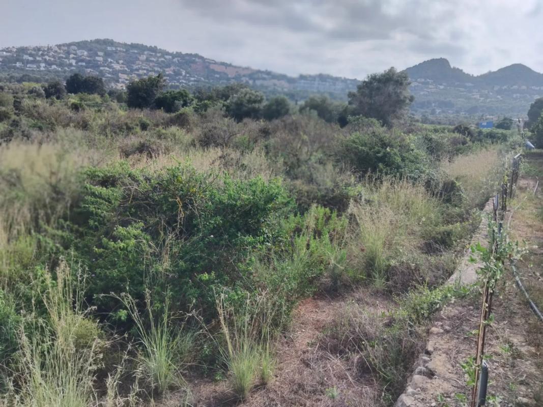 Land for sale in Pedreguer, Alicante photo 4