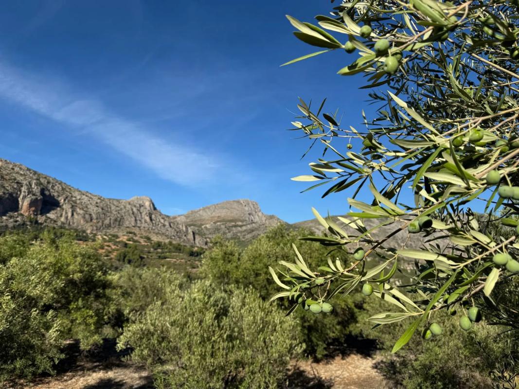 Działka na sprzedaż w Beniarda, Alicante photo 2