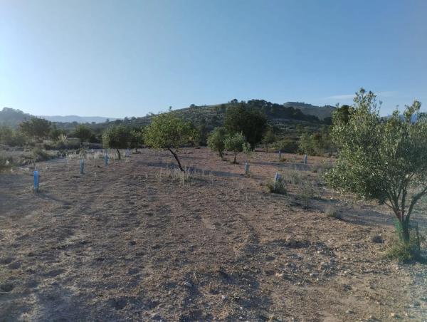 Terreno en Partida les Macaroves photo 4