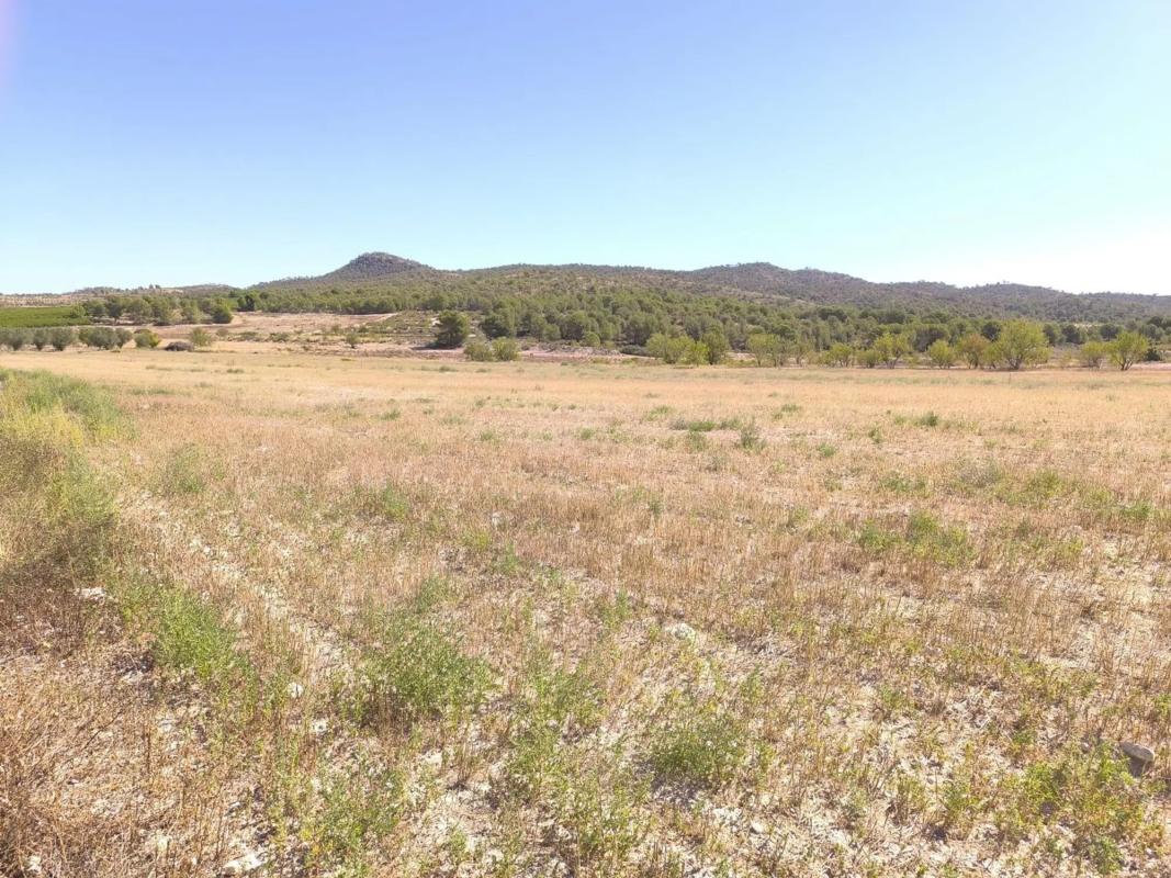 Land for sale in Novelda, Alicante photo 1