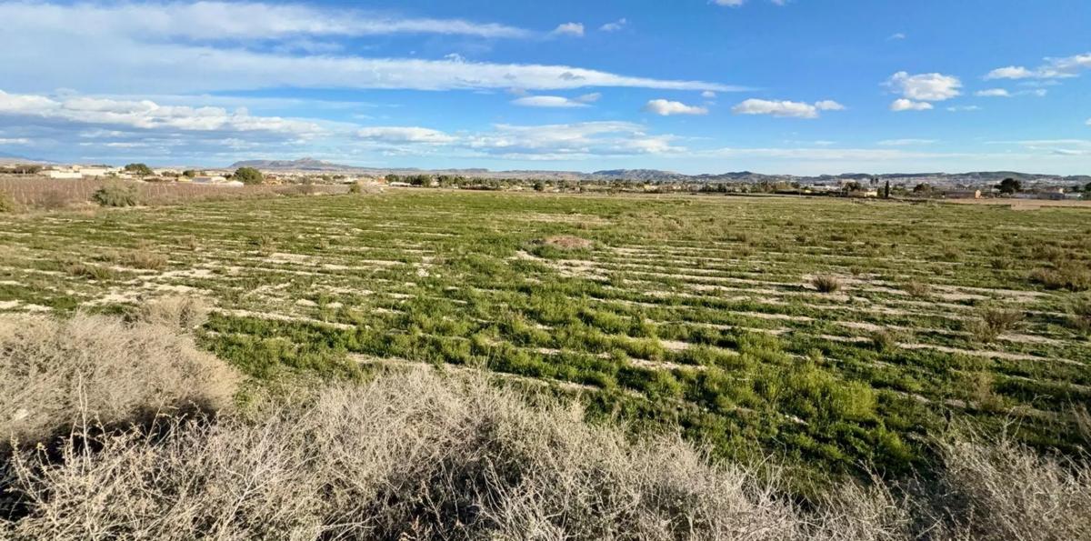 Land for sale in Novelda, Alicante photo 2