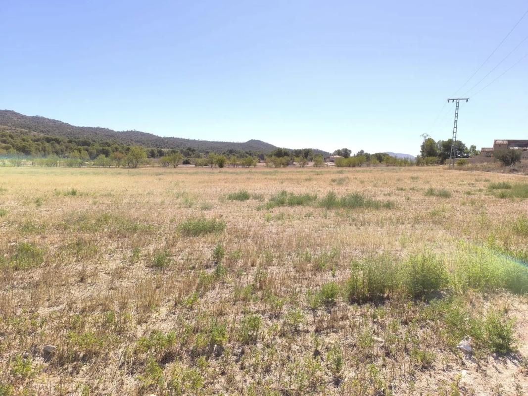 Land for sale in Novelda, Alicante photo 3