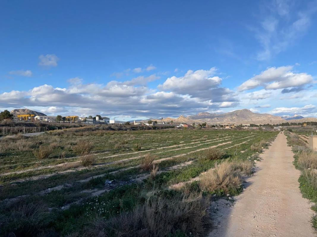 Land for sale in Novelda, Alicante photo 3