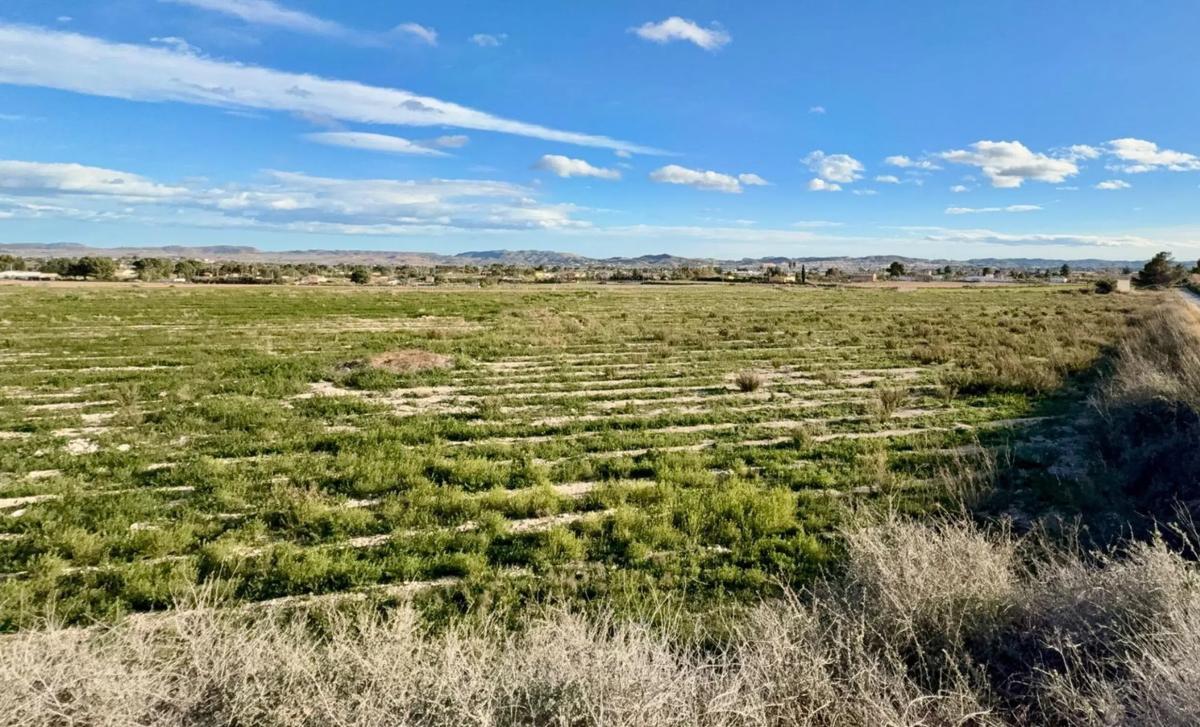 Land for sale in Novelda, Alicante photo 5