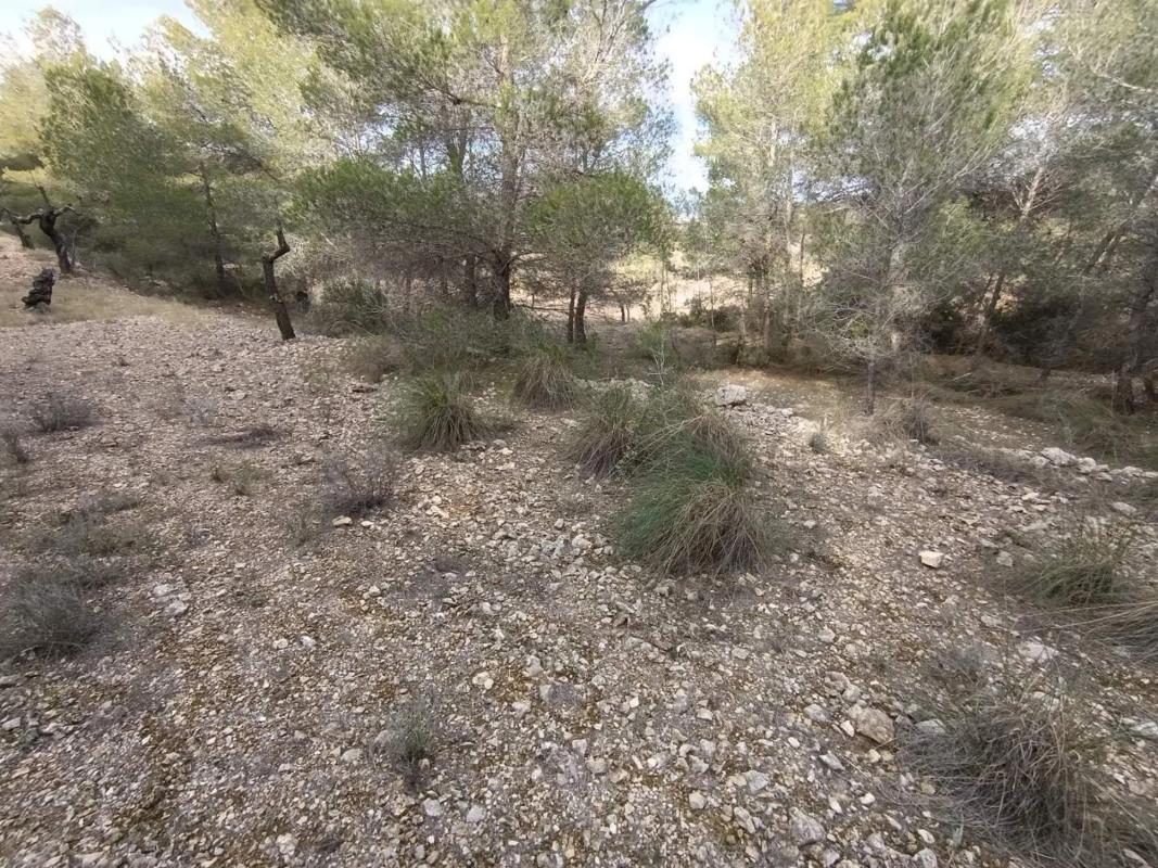 Land for sale in Hondón de las Nieves, Alicante photo 1