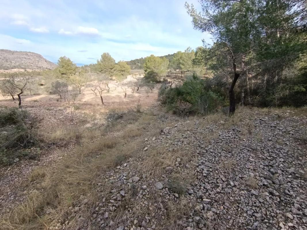 Land for sale in Hondón de las Nieves, Alicante photo 2