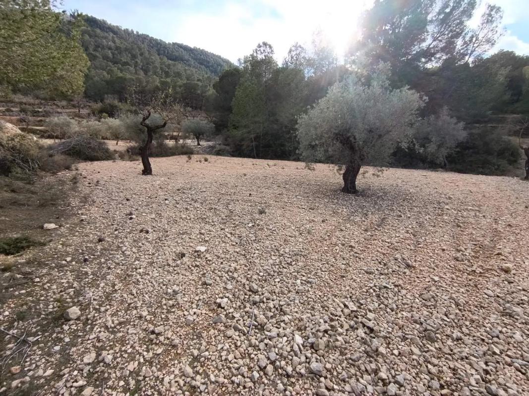 Land for sale in Hondón de las Nieves, Alicante photo 3