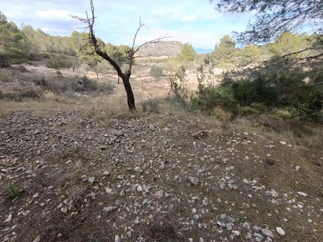 Land for sale in Hondón de las Nieves, Alicante photo 5