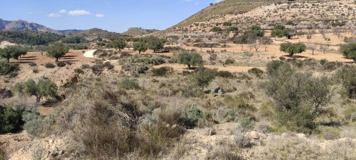 Land for sale in Hondón de las Nieves, Alicante photo 3