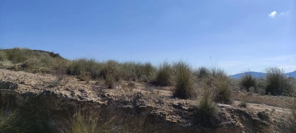 Land for sale in Hondón de las Nieves, Alicante photo 5