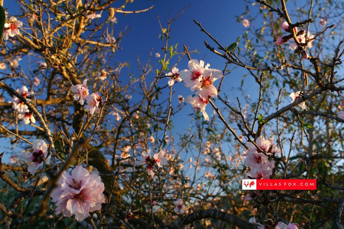Продажа квартиры на Calle Carmelo Pérez, Сан-Мигель-де-Салинас
 photo 5