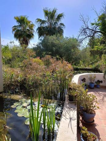 Rustic farm for sale in  Algoda-Matola-Llano de San José , Elche / Elx photo 4
